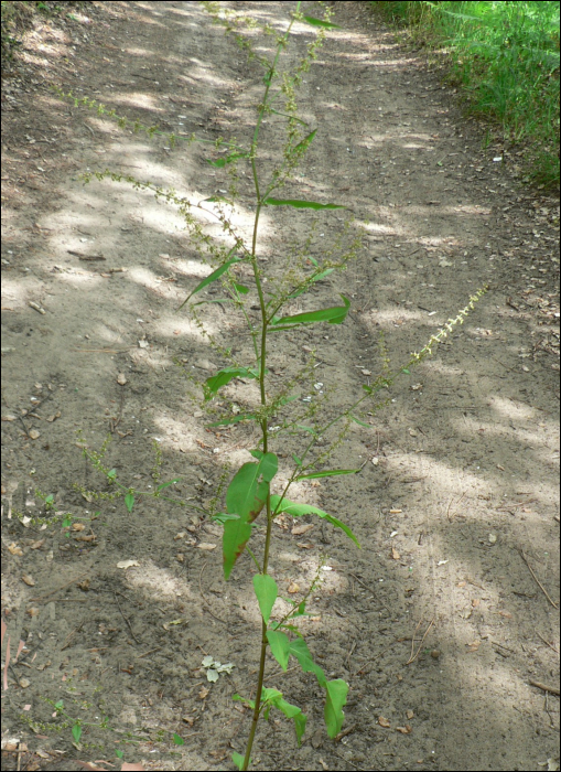 Rumex conglomeratus