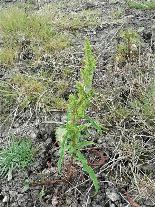 Rumex crispus L