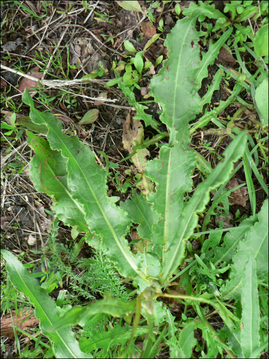 Rumex crispus L