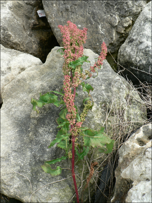 Rumex crispus L