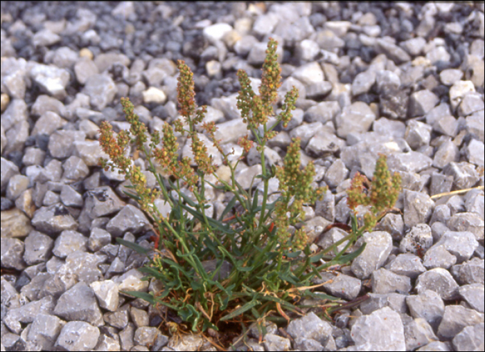 Rumex intermedius