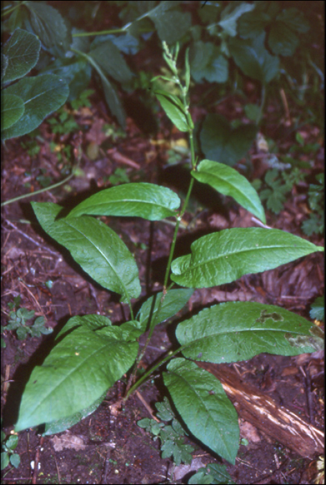 Rumex nemorosus