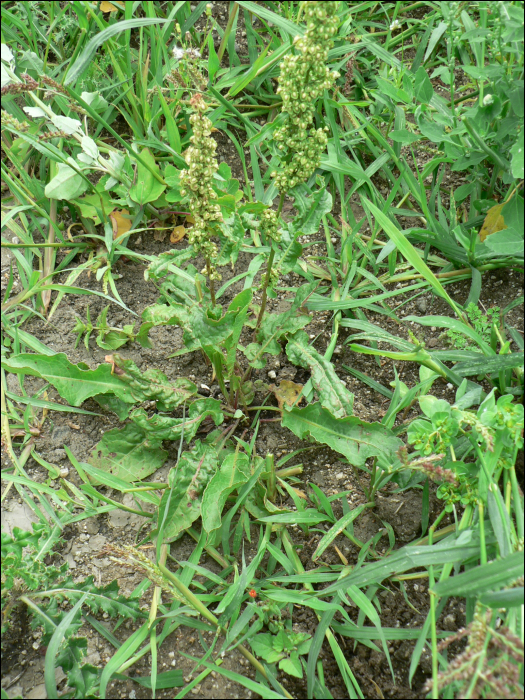 Rumex obtusifolius L.