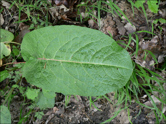 Rumex obtusifolius L.