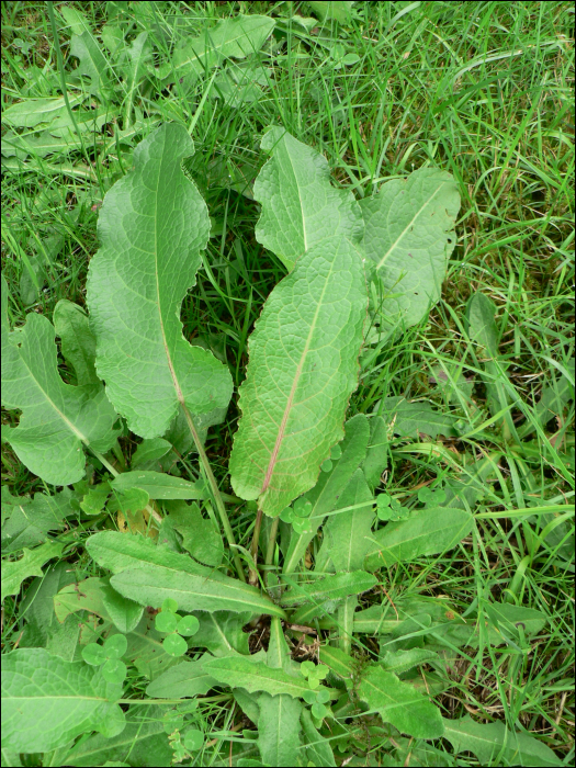 Rumex obtusifolius L.