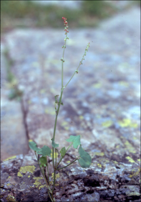 Rumex scutatus L.