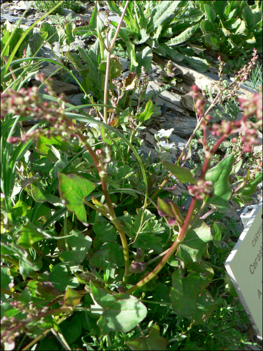 Rumex scutatus L.