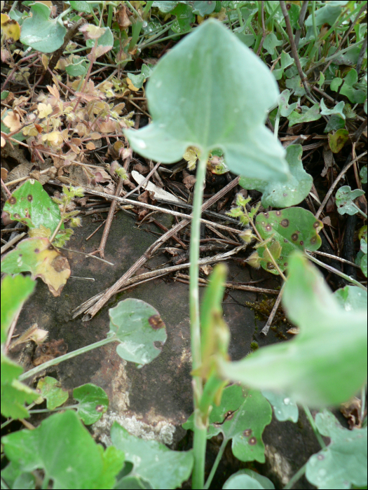 Rumex scutatus L.