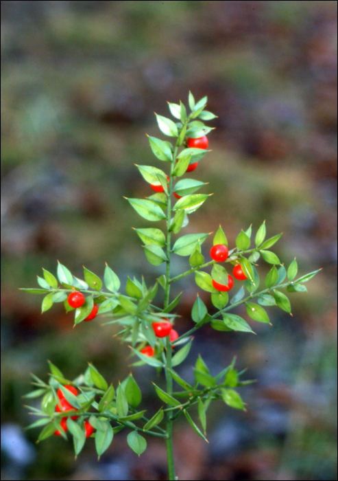 Ruscus aculeatus L.