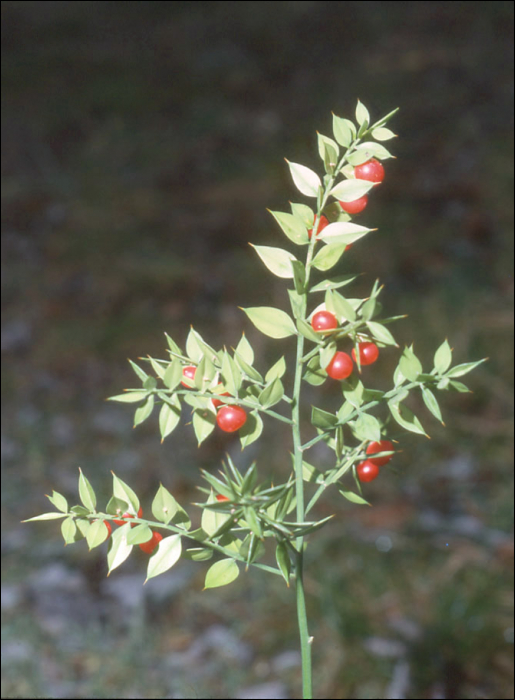 Ruscus aculeatus L.