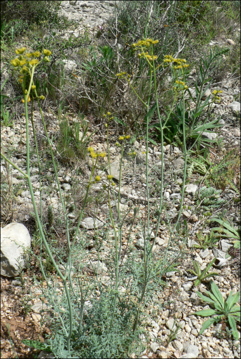 Ruta angustifolia