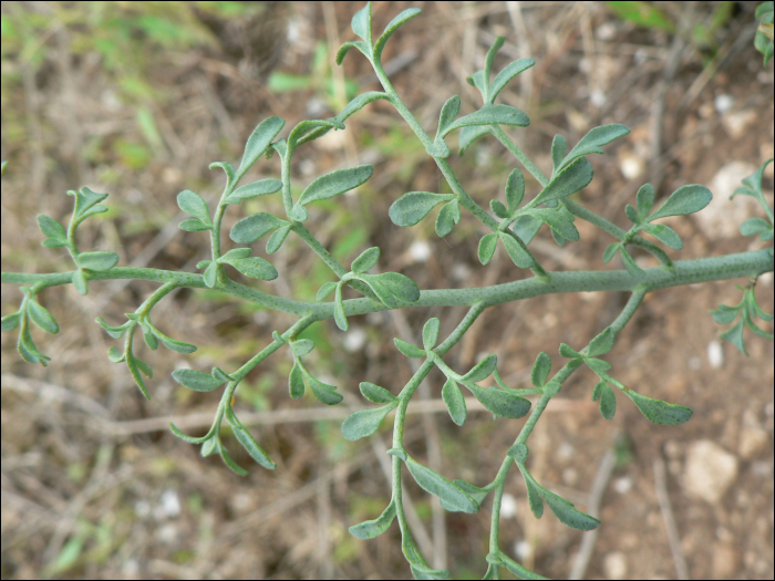 Ruta angustifolia