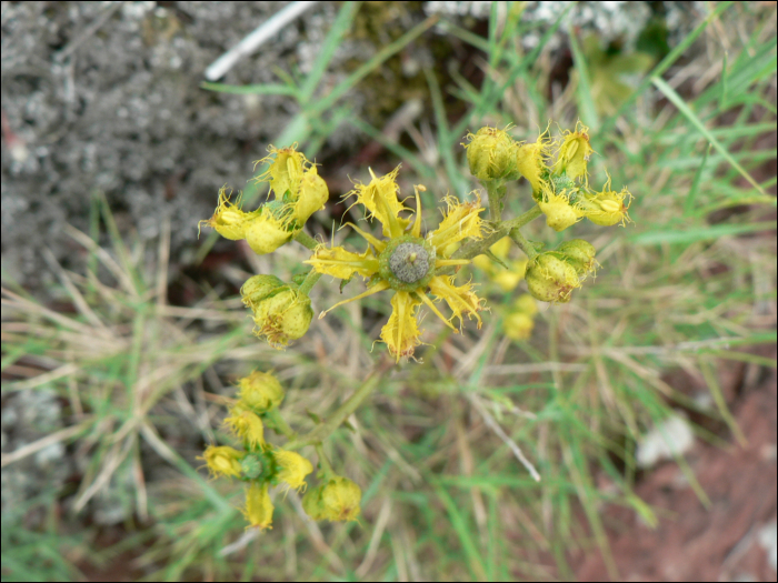 Ruta chalepensis