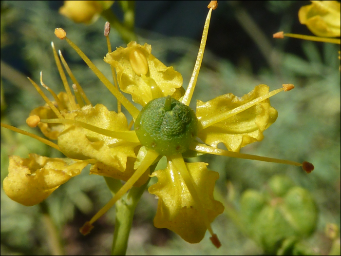 Ruta graveolens L.