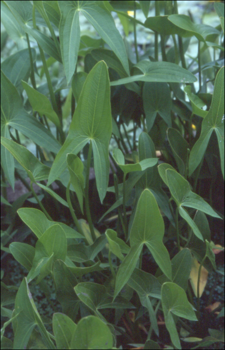 Sagittaria sagittifolia L.