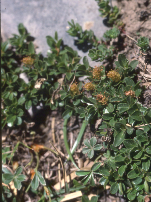 Salix herbacea L.