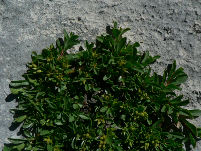 Salix herbacea L.