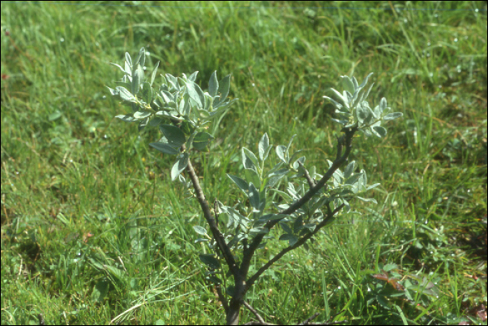 Salix lapponum L.