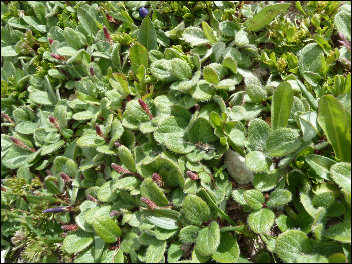 Salix reticulata L.