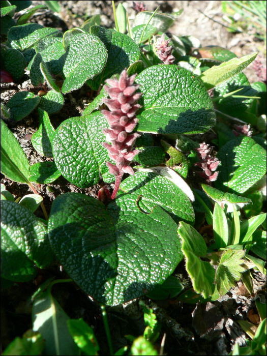 Salix reticulata L.