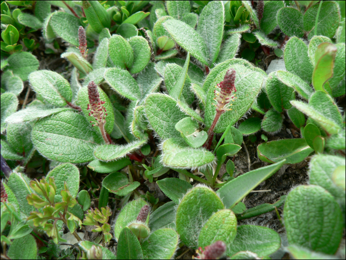 Salix reticulata L.