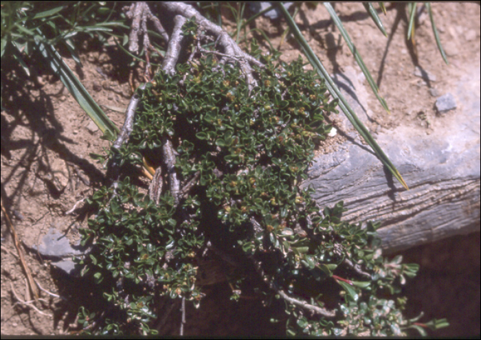 Salix serpyllifolia Scop