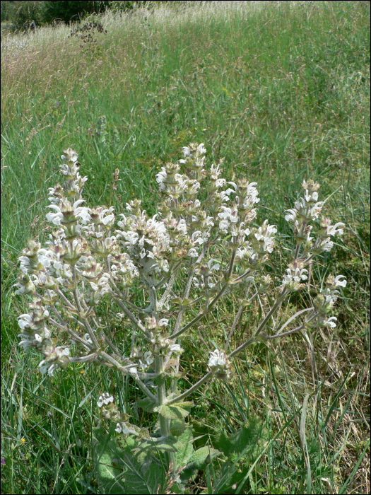 Salvia aethiopis