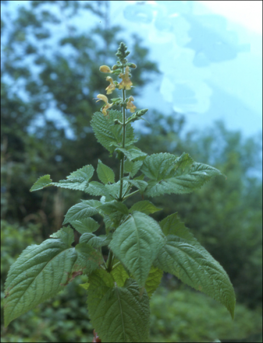 Salvia glutinosa L.