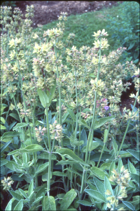 Salvia officinalis L.