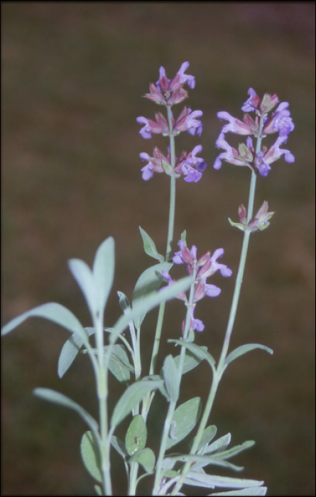 Salvia officinalis L.