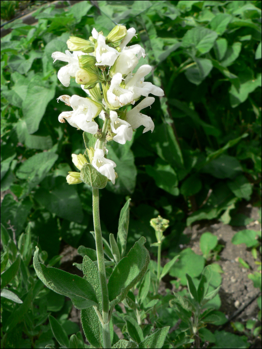 Salvia officinalis L.