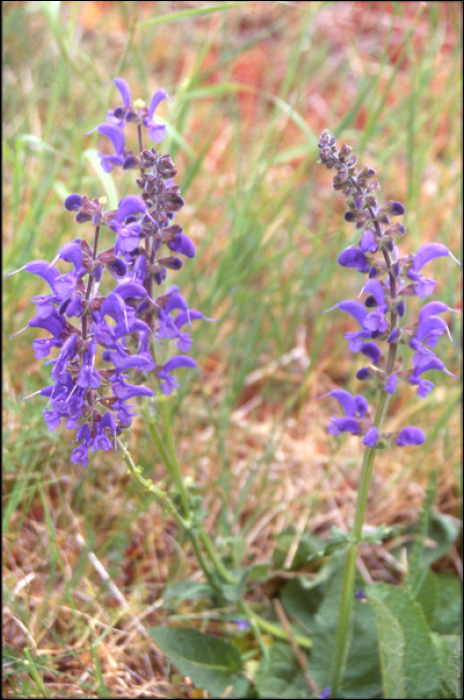 Salvia pratensis L.