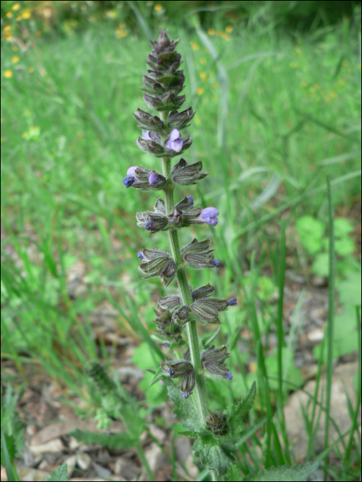 Salvia pratensis L.