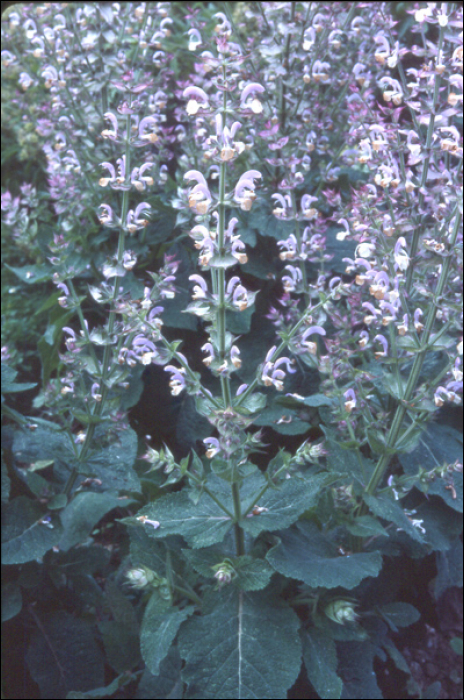 Salvia sclarea L.