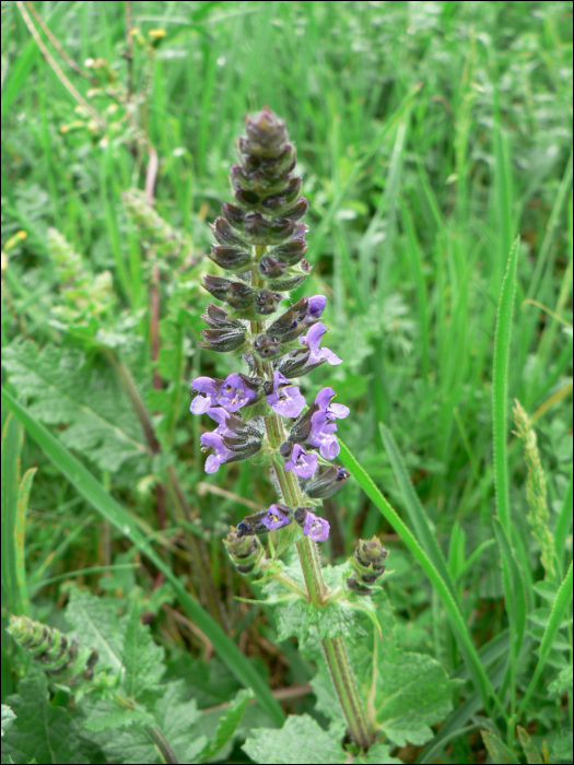 Salvia verbenaca