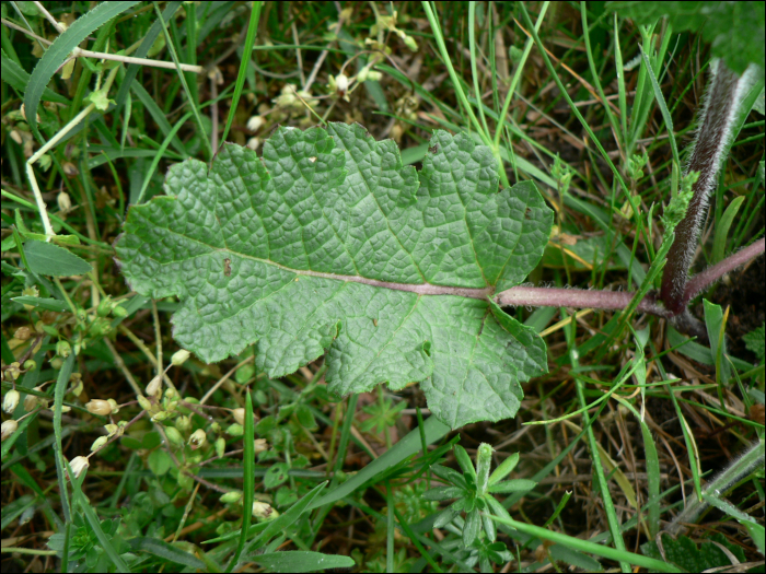 Salvia verbenaca