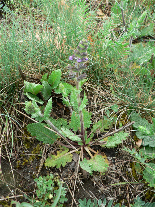 Salvia verbenaca