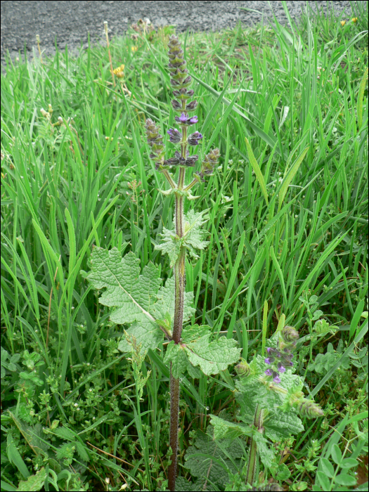 Salvia verbenaca