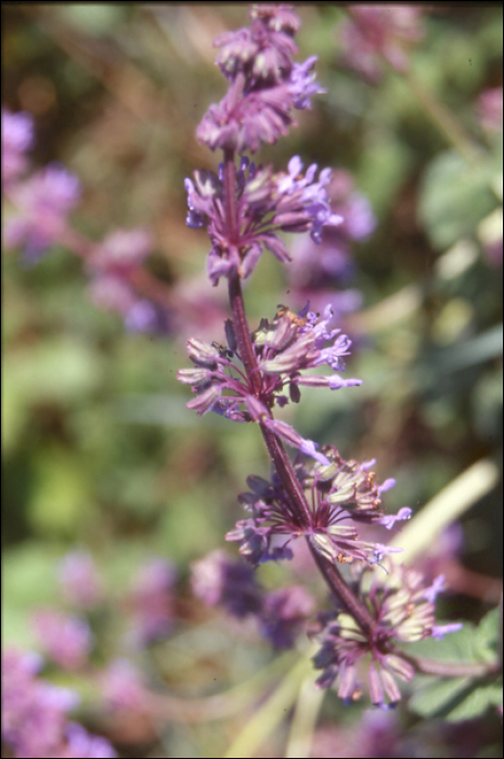 Salvia verticillata