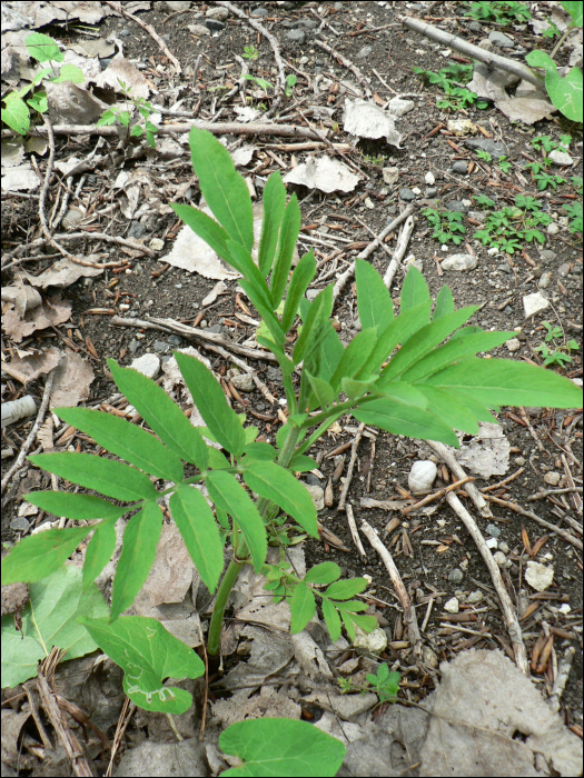 Sambucus ebulus