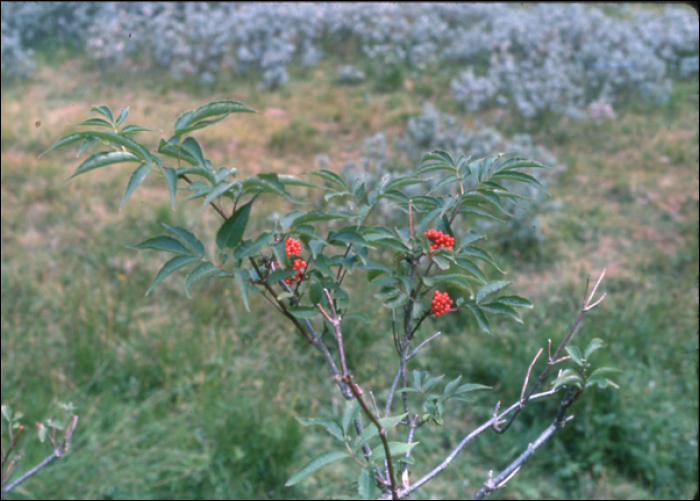 Sambucus racemosa L.