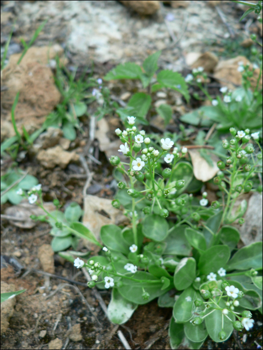 Samolus valerandi