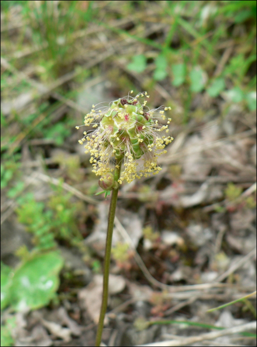 Sanguisorba minor Scop.