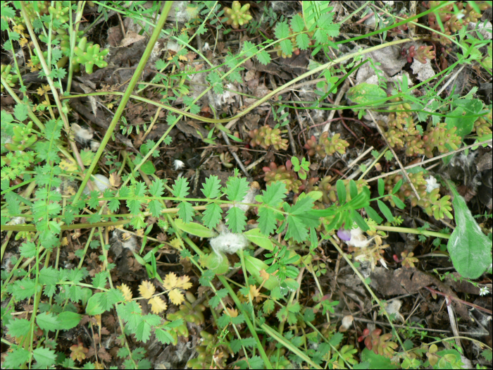 Sanguisorba minor Scop.