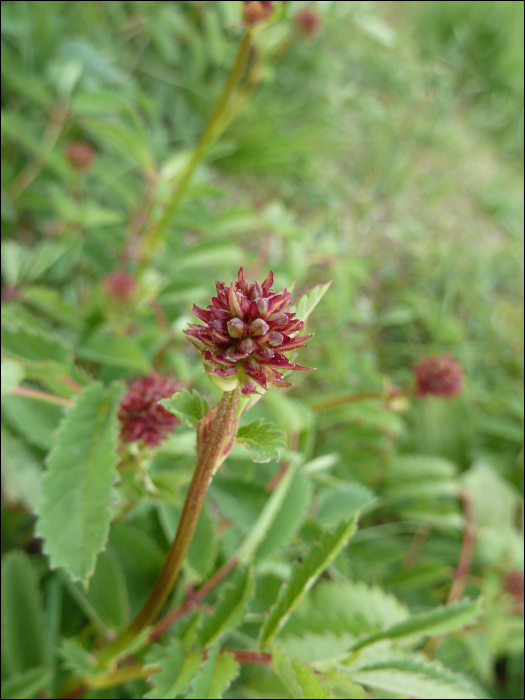 Sanguisorba officinalis L.