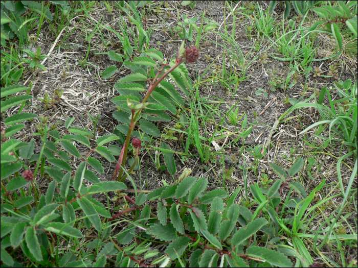 Sanguisorba officinalis L.