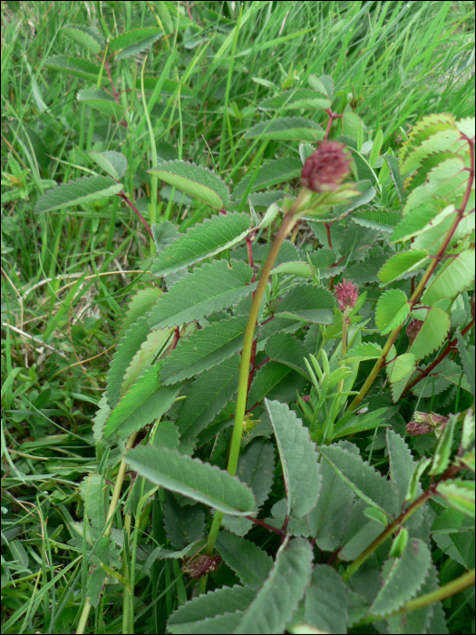 Sanguisorba officinalis L.