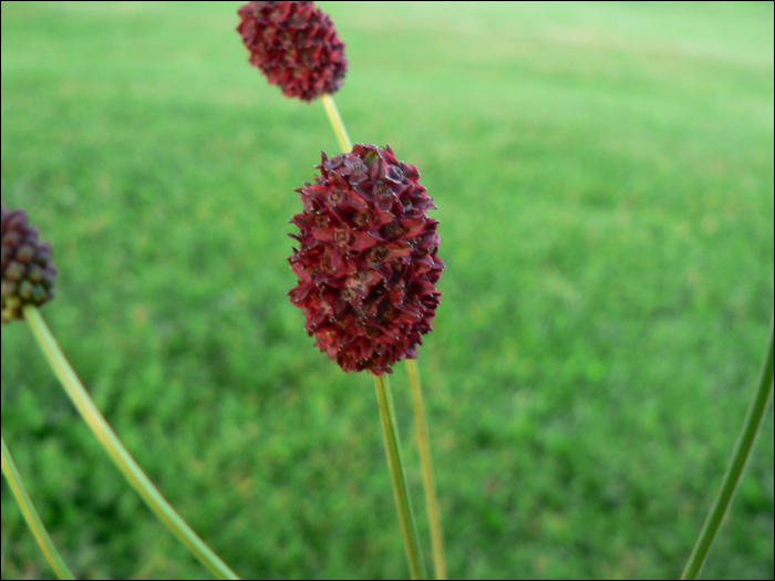 Sanguisorba officinalis L.