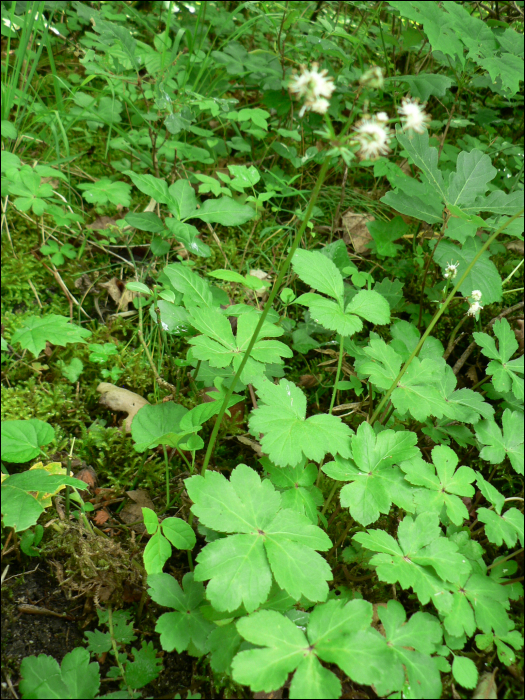 Sanicula europaea  L.