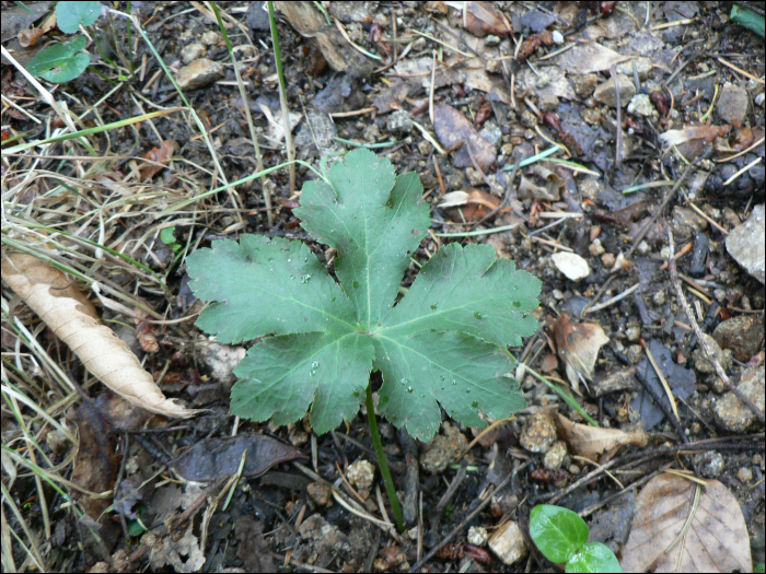 Sanicula europaea  L.